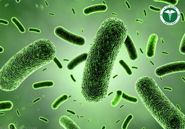 Bacillus Clausii được ứng dụng phổ biến trong các chế phẩm sinh học, men vi sinh