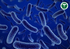 Bacillus Subtilis có khả năng thủy phân thức anh nhanh, ức chế hại khuẩn, làm nhanh lành vết thương